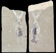 Cretaceous Squid (Pos/Neg) - Soft-Bodied Preservation #48541-1